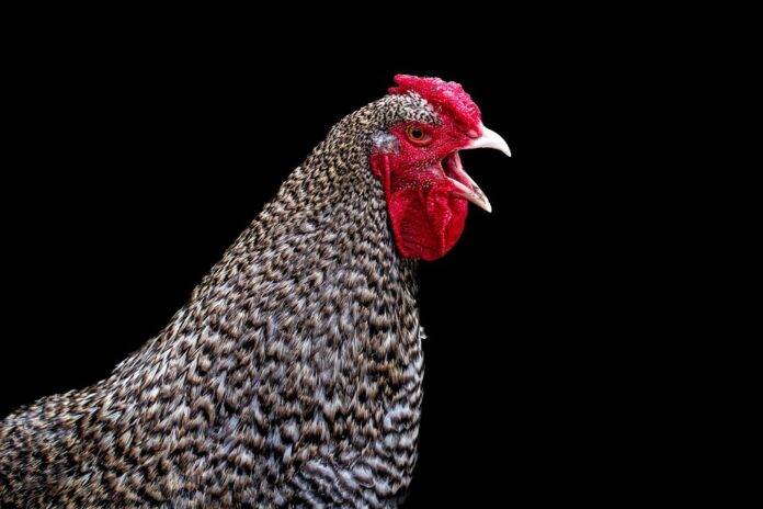 Organic vs Conventional Chicken Farming Which Model Is More Profitable