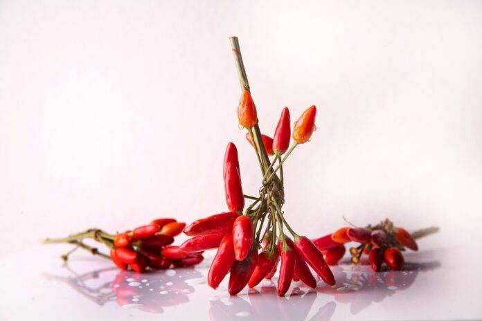 Organic vs Conventional Chili Farming Which Model is More Profitable