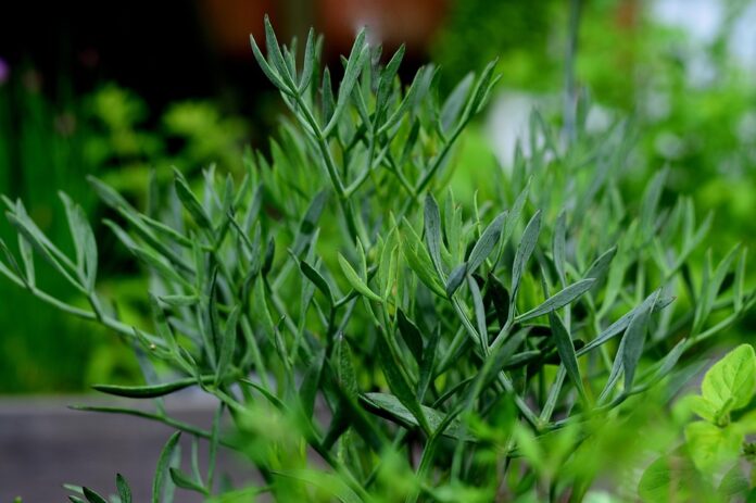 Organic vs Conventional Fennel Which Model Is More Sustainable and Profitable