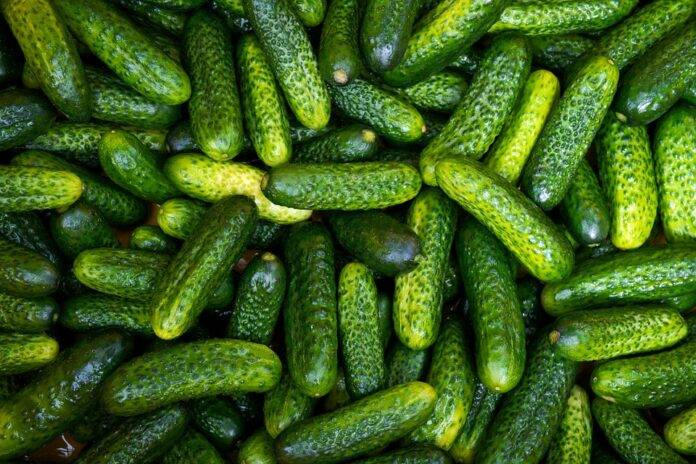 Organic vs Conventional Gherkin Farming Which Model is More Profitable