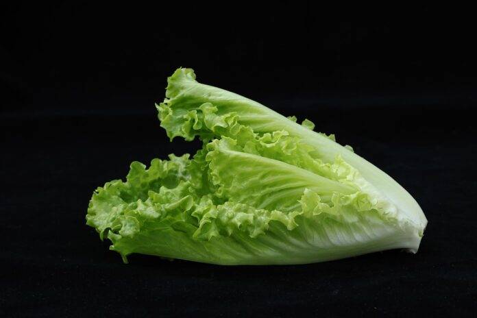 Organic vs Conventional Lettuce Farming Which Model is More Profitable