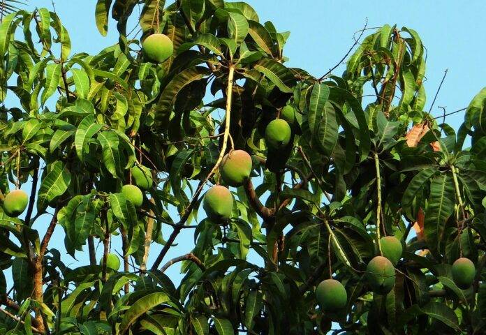 Organic vs Conventional Mango Farming Which Model Is More Profitable