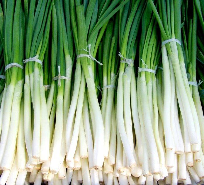 Organic vs Conventional Onion Farming Which Model is More Profitable