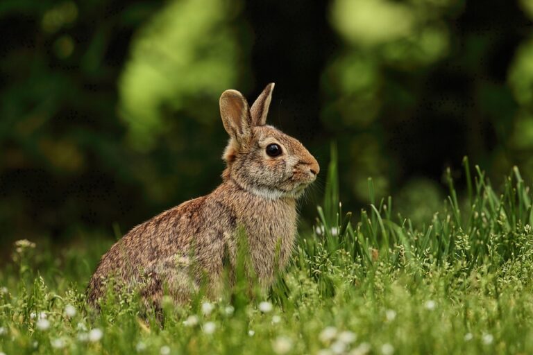 Organic vs Conventional Rabbit Farming Which Model Is More Profitable Organic vs Conventional Rabbit Farming Which Model Is More Profitable