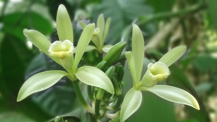 Organic vs Conventional Vanilla Which Model Is More Sustainable and Profitable
