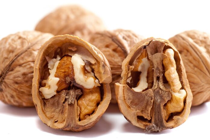 Organic vs Conventional Walnuts Which Model Is More Sustainable and Profitable