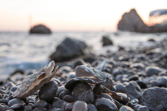 Oyster Tariffs and Trade Agreements How Global Policies Shape Prices