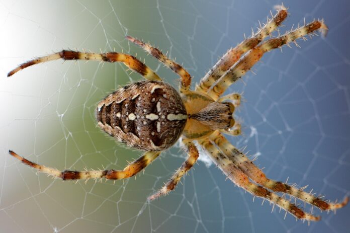 Packaging live feeder insects for spiders requires airflow and durability