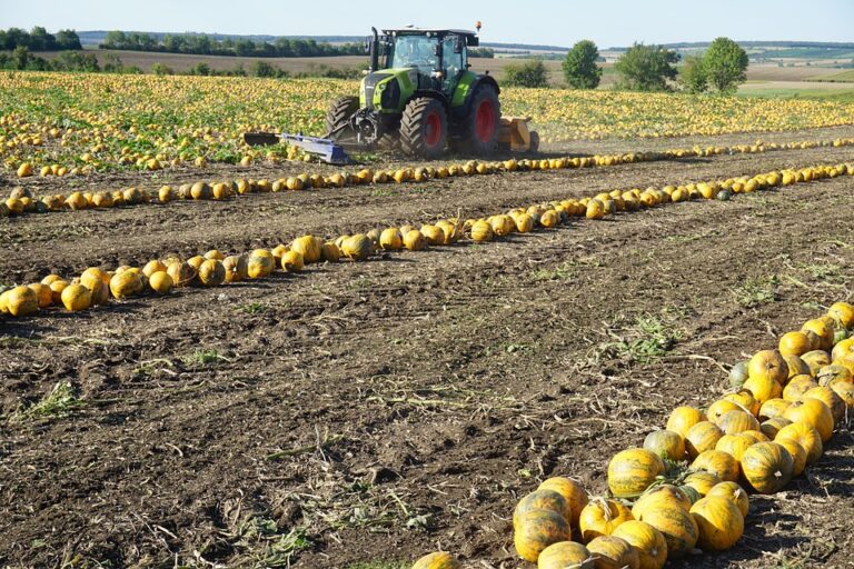 Packaging trends for preserving the quality of pumpkin seed oil Packaging trends for preserving the quality of pumpkin seed oil