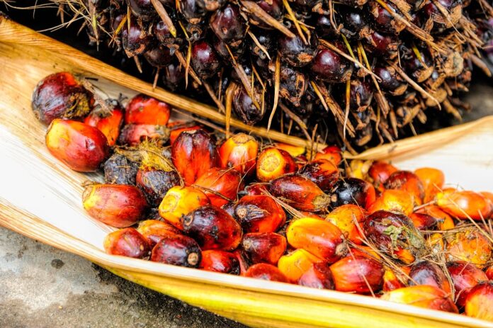 Palm oil price volatility driven by geopolitical and climate shocks