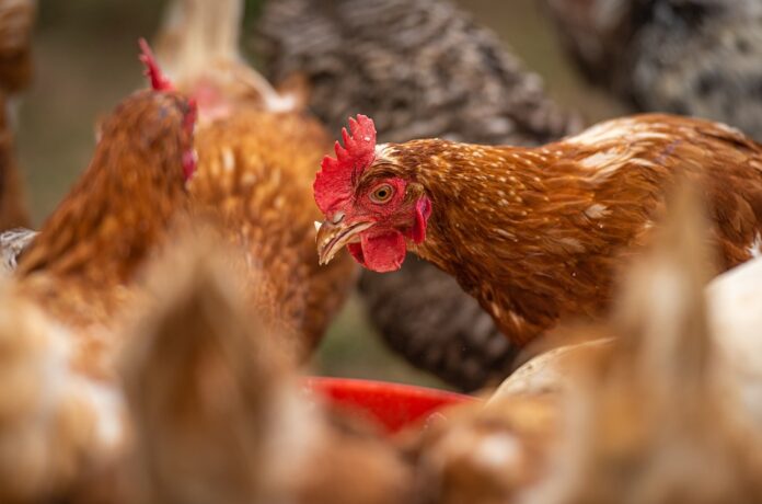 Pasture raised hens benefit from supplemental layer pellets