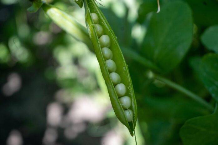 Pea Production Trade and Consumption A 360° Industry Report