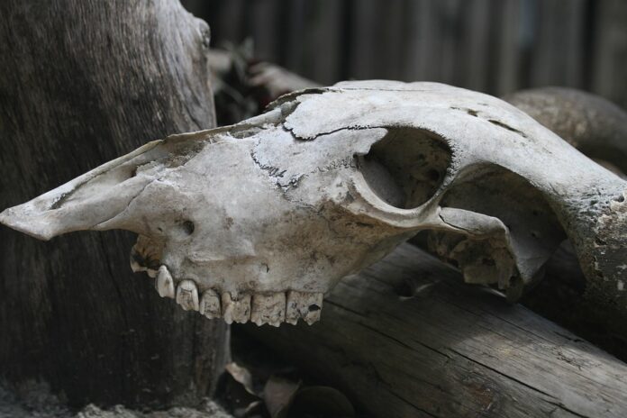 Pet parents prefer digestible bones over traditional rawhide