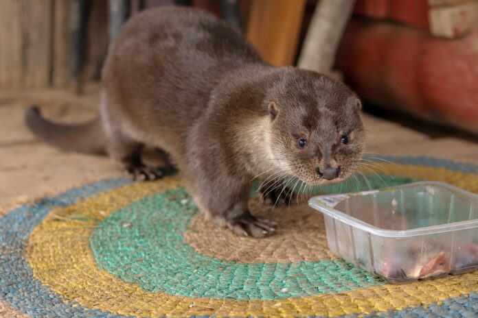 Plant based and insect based pet food options gaining global traction