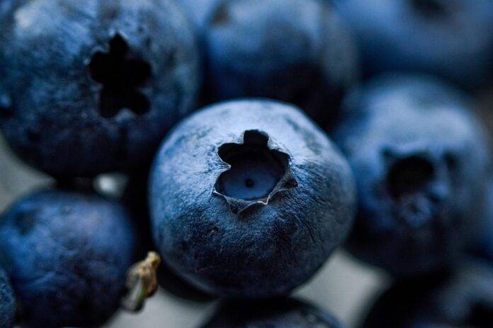 Plant based diets fuel demand for protein rich superfoods like hemp and flax