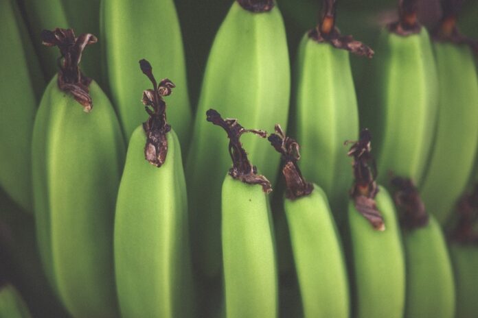 Plantain Production Trade and Consumption A 360° Industry Report