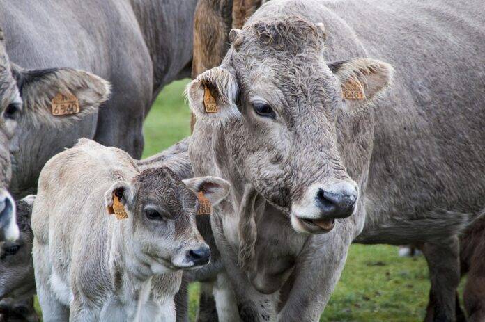 Private Label Versus Heritage Brands in the Global Milk Market