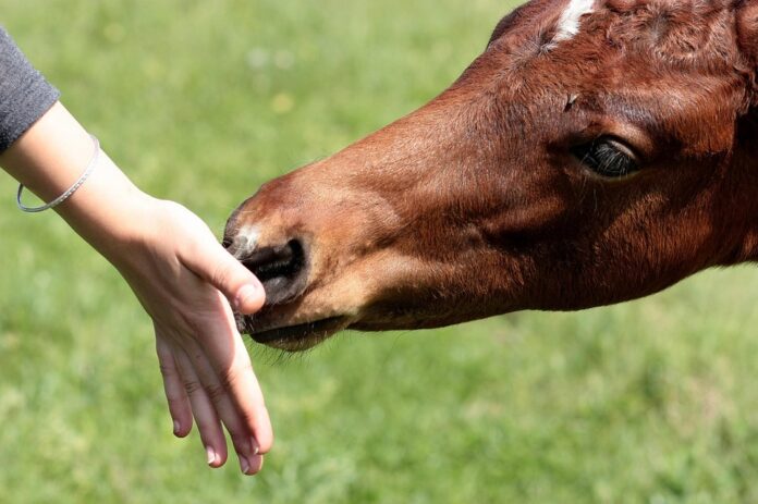 Private label horse feeds expand in regional and online equine markets