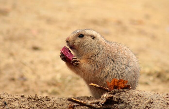 Private label rodent foods expand in online marketplaces and value retail