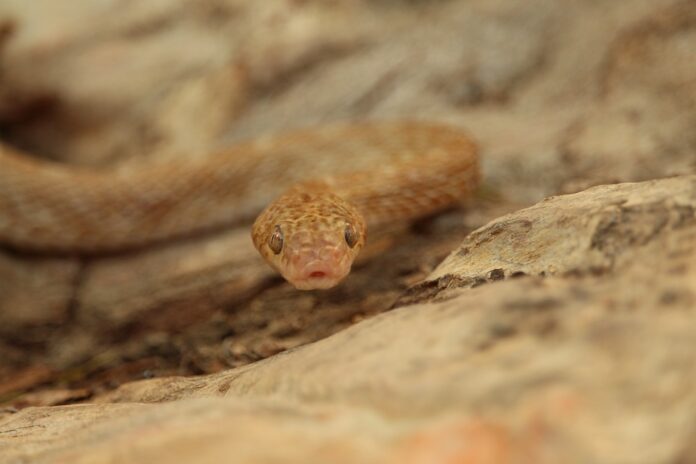 Protein content and insect variety matter in carnivorous reptile nutrition