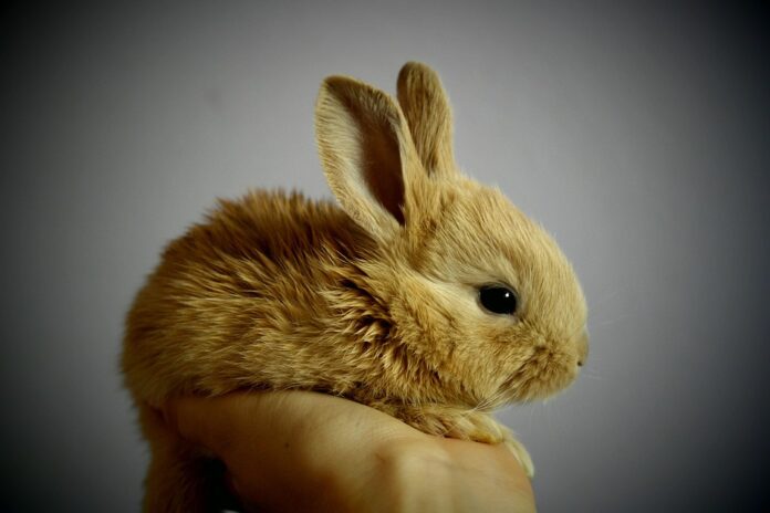 Rabbit Meat Production Trade and Consumption A 360° Industry Report