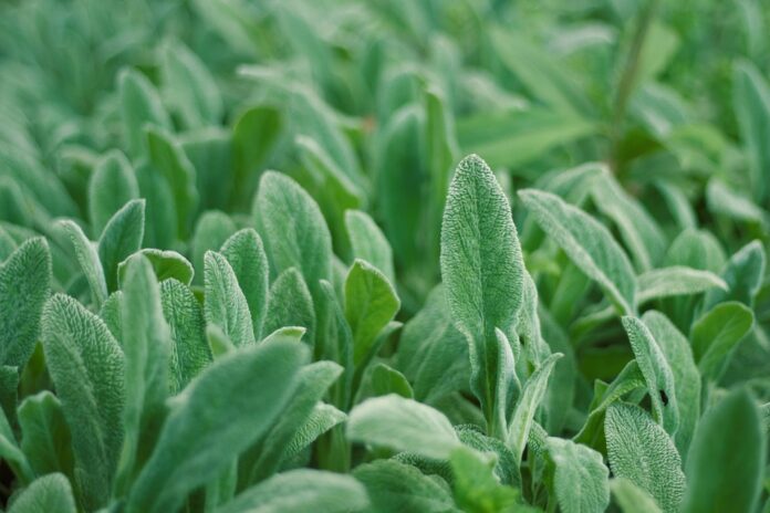 Ready meal packaging evolves for convenience and sustainability
