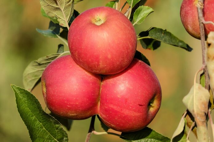Recyclable mesh and paper bags used for apples citrus and potatoes