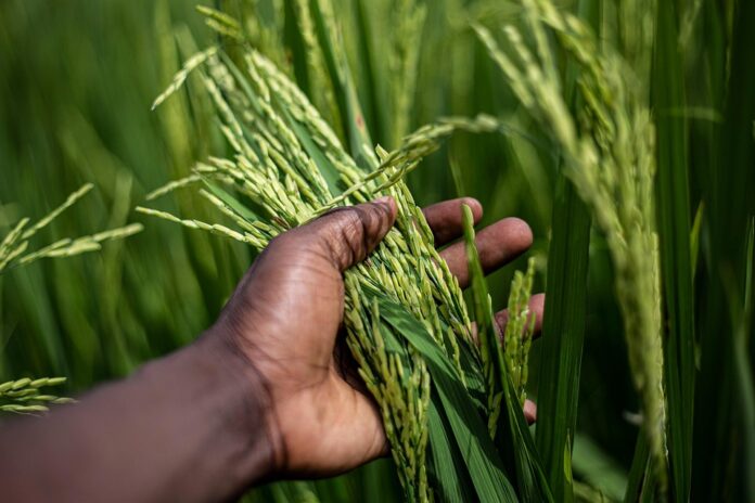 Regional adoption trends in cultivators and tillers by crop type
