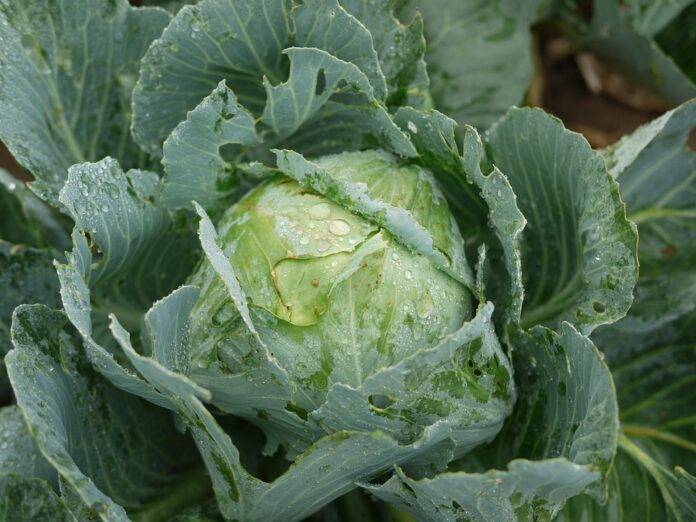 Regulatory Standards and Labeling Requirements for Fermented Sauerkraut