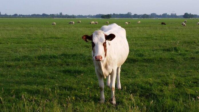 Regulatory Standards and Quality Grades of Whey