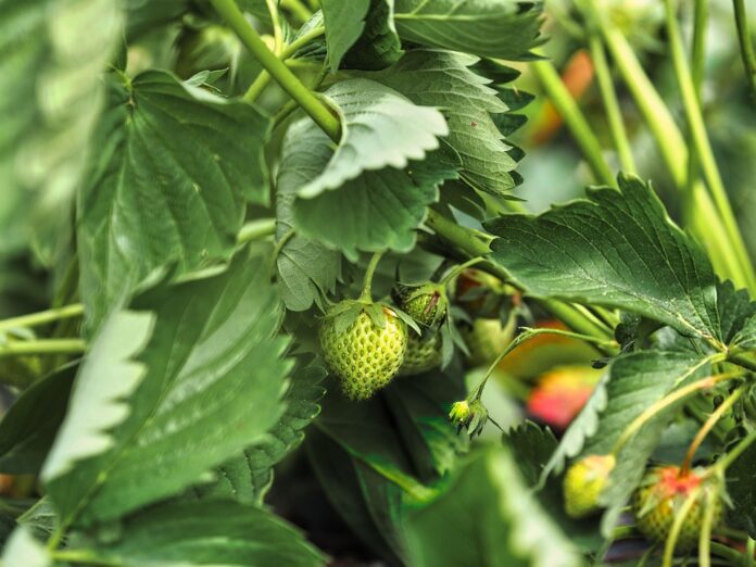 Regulatory Standards for Pectin in the US EU and Global Markets
