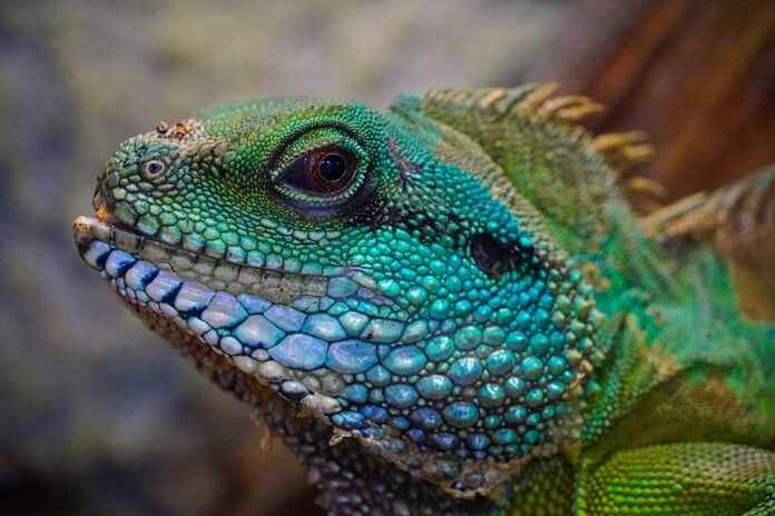 Reptile food industry expands as exotic pet ownership continues to rise