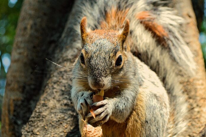 Rodent breeders influence demand for high volume food supply