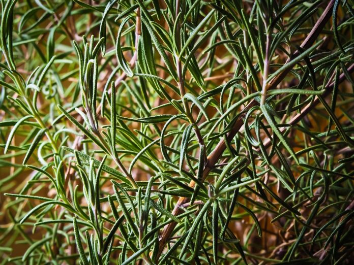Rosemary Production Trade and Consumption A 360° Industry Report