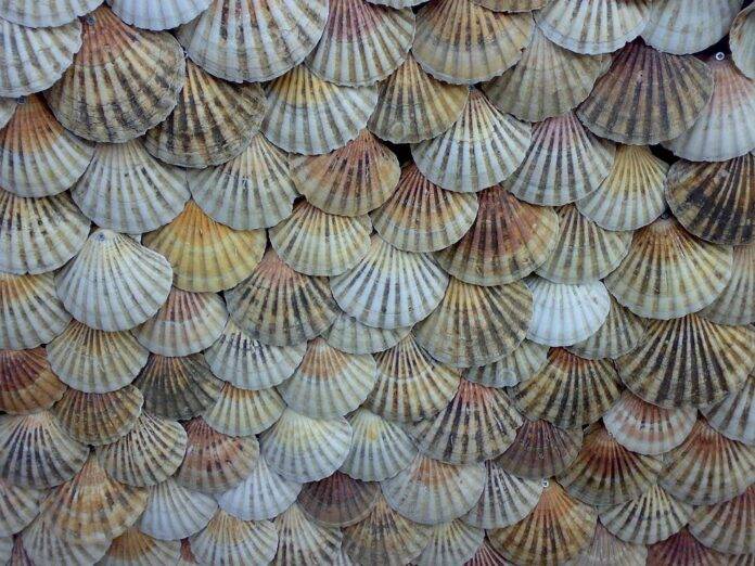 Scallop & Inflation Why Prices Are Rising and What It Means for Consumers