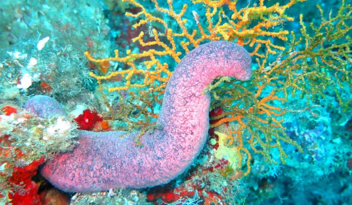 Sea Cucumber Packaging Innovations Enhancing Shelf Life and Sustainability in Seafood Products