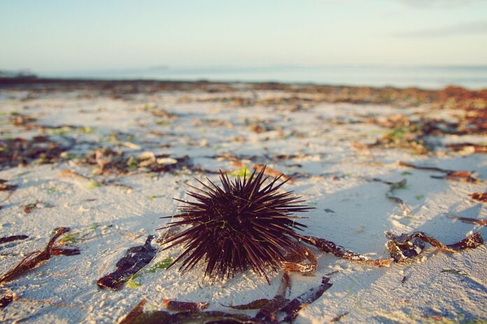 Sea Urchin Tariffs and Trade Agreements How Global Policies Shape Prices