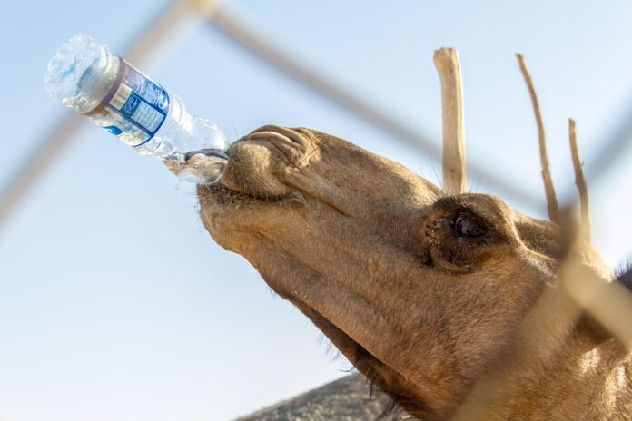 Source-to-bottle equipment for spring and artesian water brands