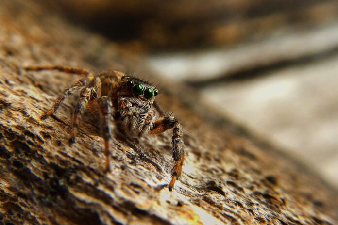 Spider feeding schedules vary by species age and habitat type