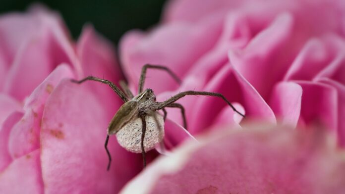 Spider food industry grows with popularity of tarantulas and exotic arachnids
