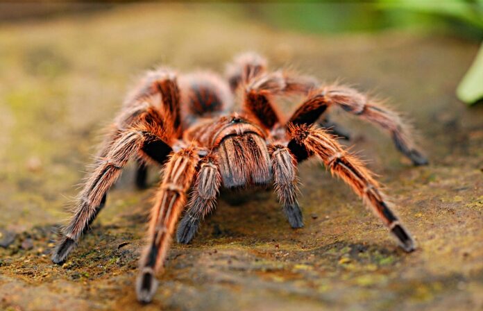 Spider food safety focuses on parasite prevention and cleanliness