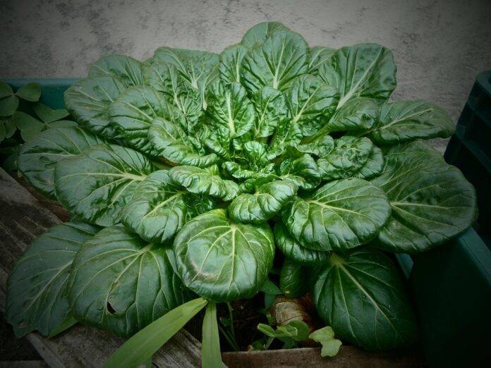 Spinach Tariffs and Trade Agreements How Global Policies Shape Prices