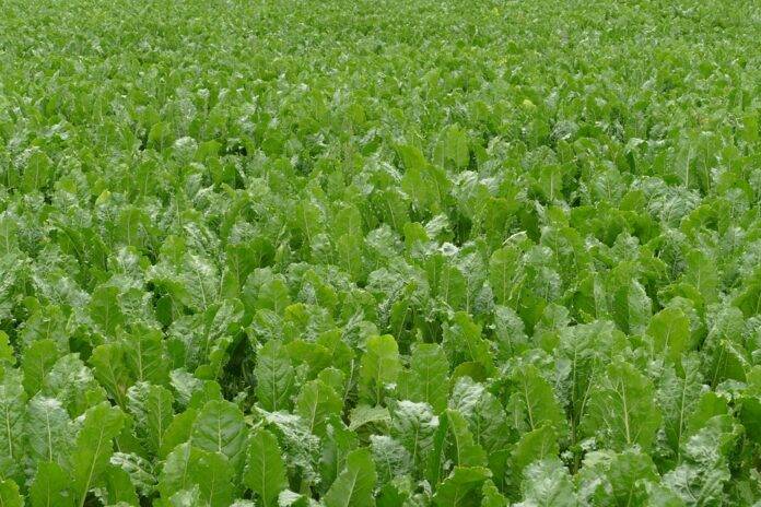 Sugarcane based sucrose used in rum confectionery and specialty foods