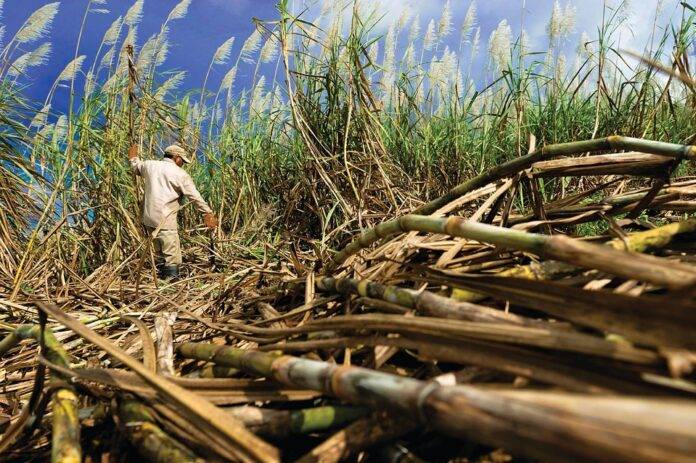 Sugarcane harvester maintenance and blade sharpening protocols