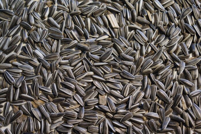 Sunflower Seeds Tariffs and Trade Agreements How Global Policies Shape Prices