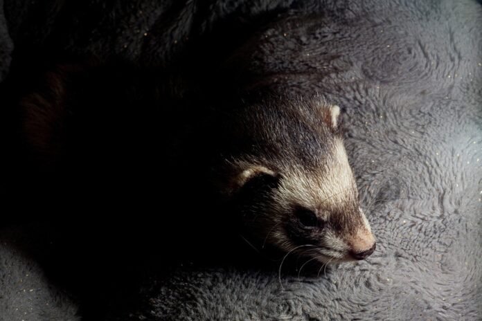 Sustainability and ethical sourcing become key selling points in ferret food