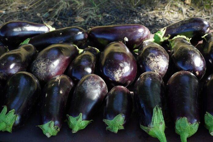 Sustainability in Aubergine Farming Reducing Water Use and Carbon Footprint
