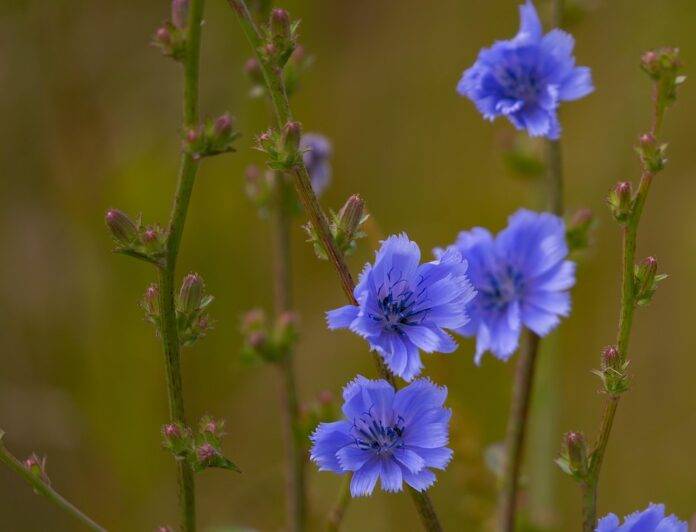 Sustainability in Chicory Farming Reducing Water Use and Carbon Footprint