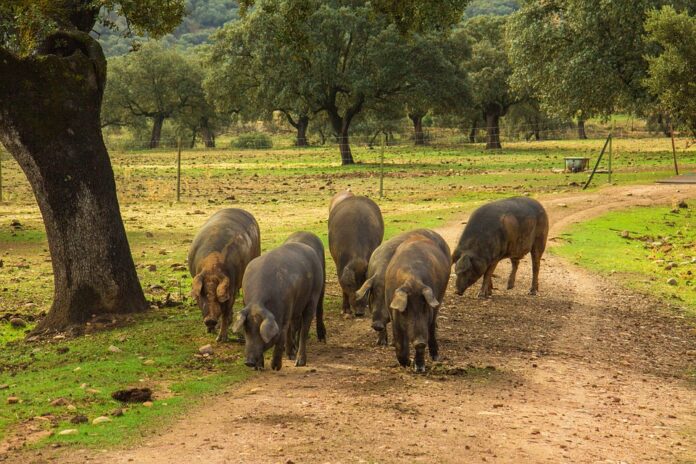 Sustainability in Iberico Pig Farming Reducing Carbon Footprint and Resource Use