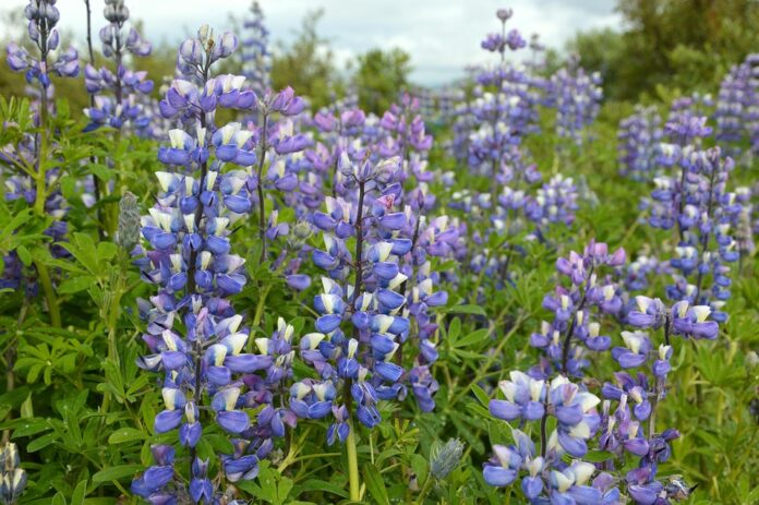Sustainability in Lupin Farming Reducing Environmental Impact and Enhancing Soil Health